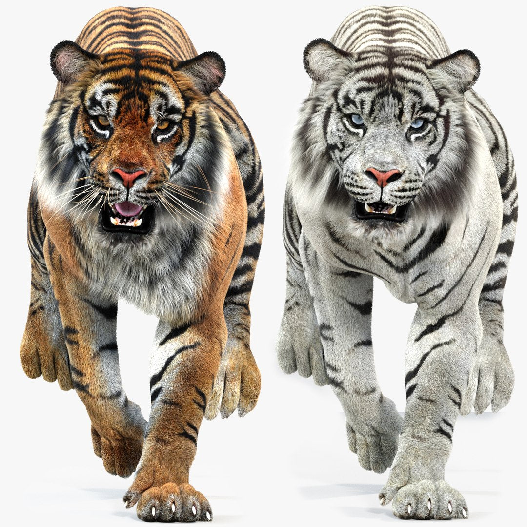 Animated Tiger White and Natural 3D Model