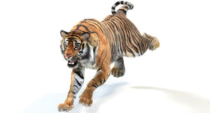 Animated Tiger 3D Model with Fur Thumbnail