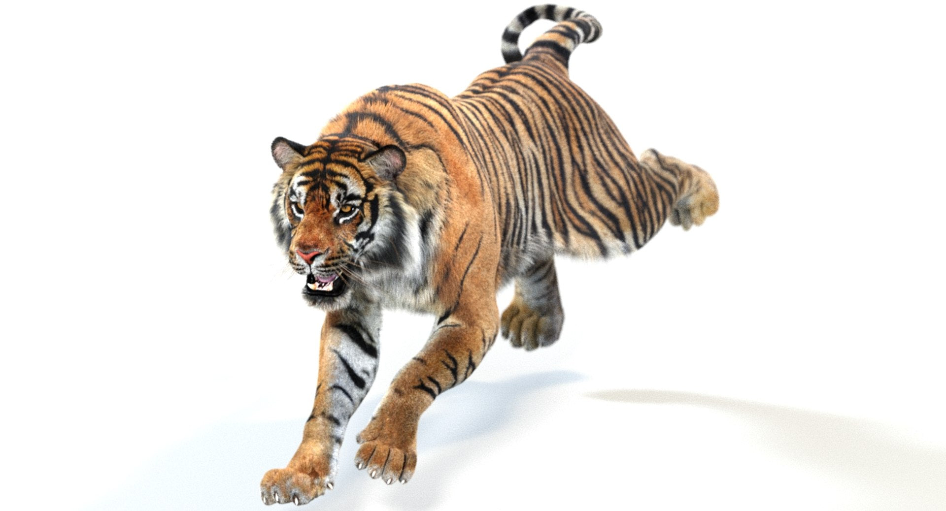 Animated Tiger 3D Model with Fur