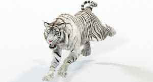 Animated White Tiger 3D Model with Fur Thumbnail