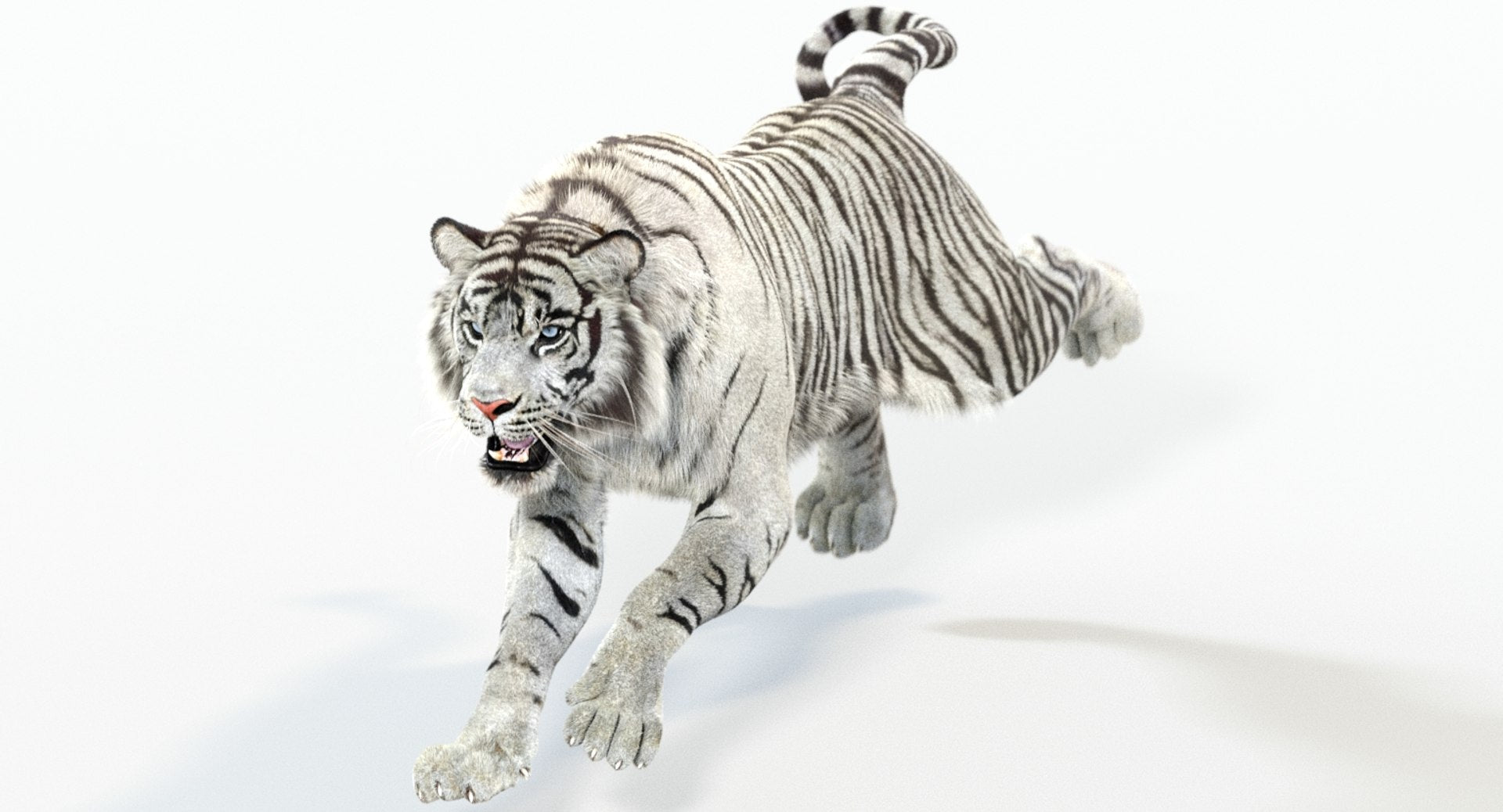 Animated White Tiger 3D Model with Fur