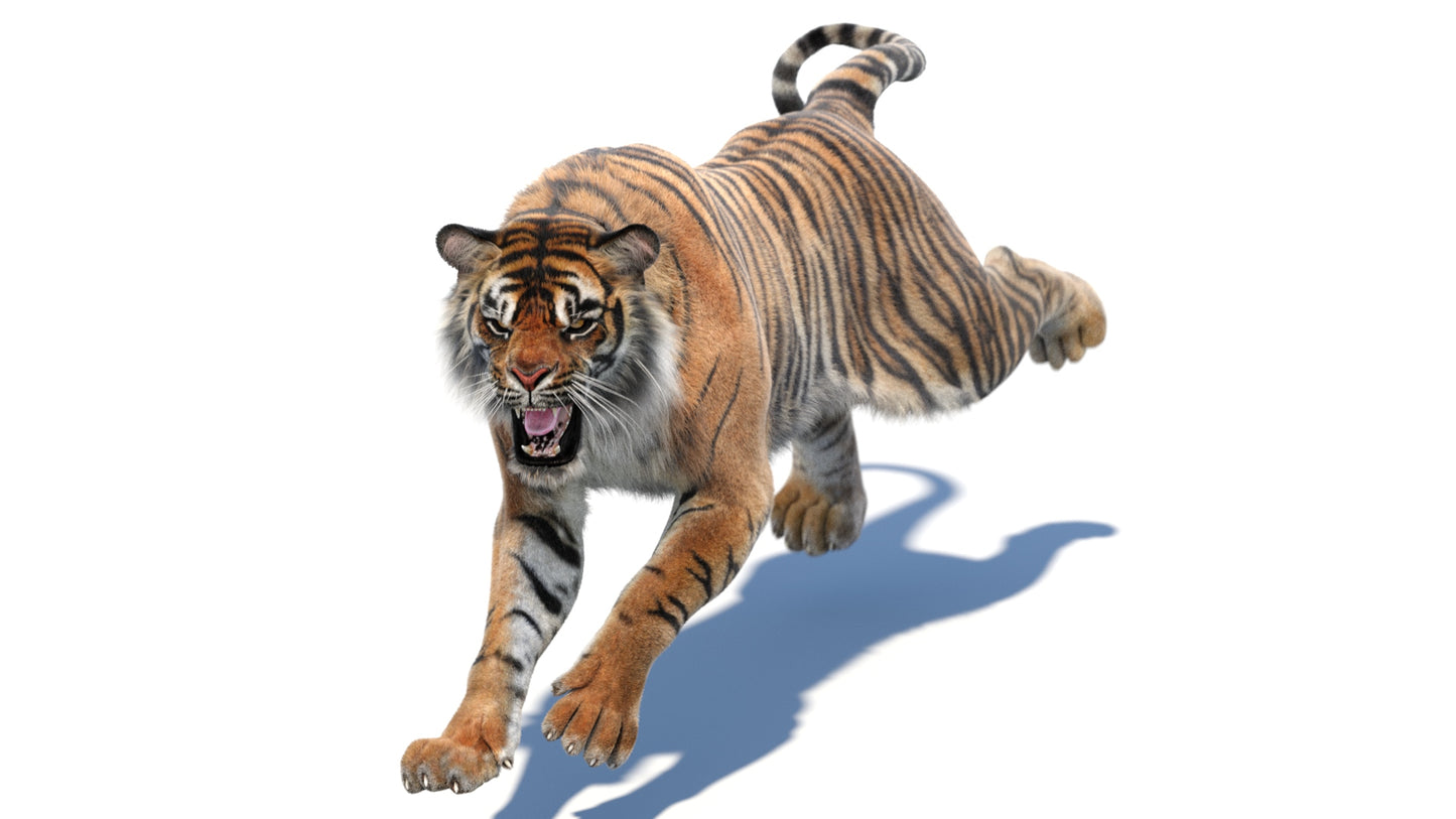 Animated Tiger 3D Model with Fur