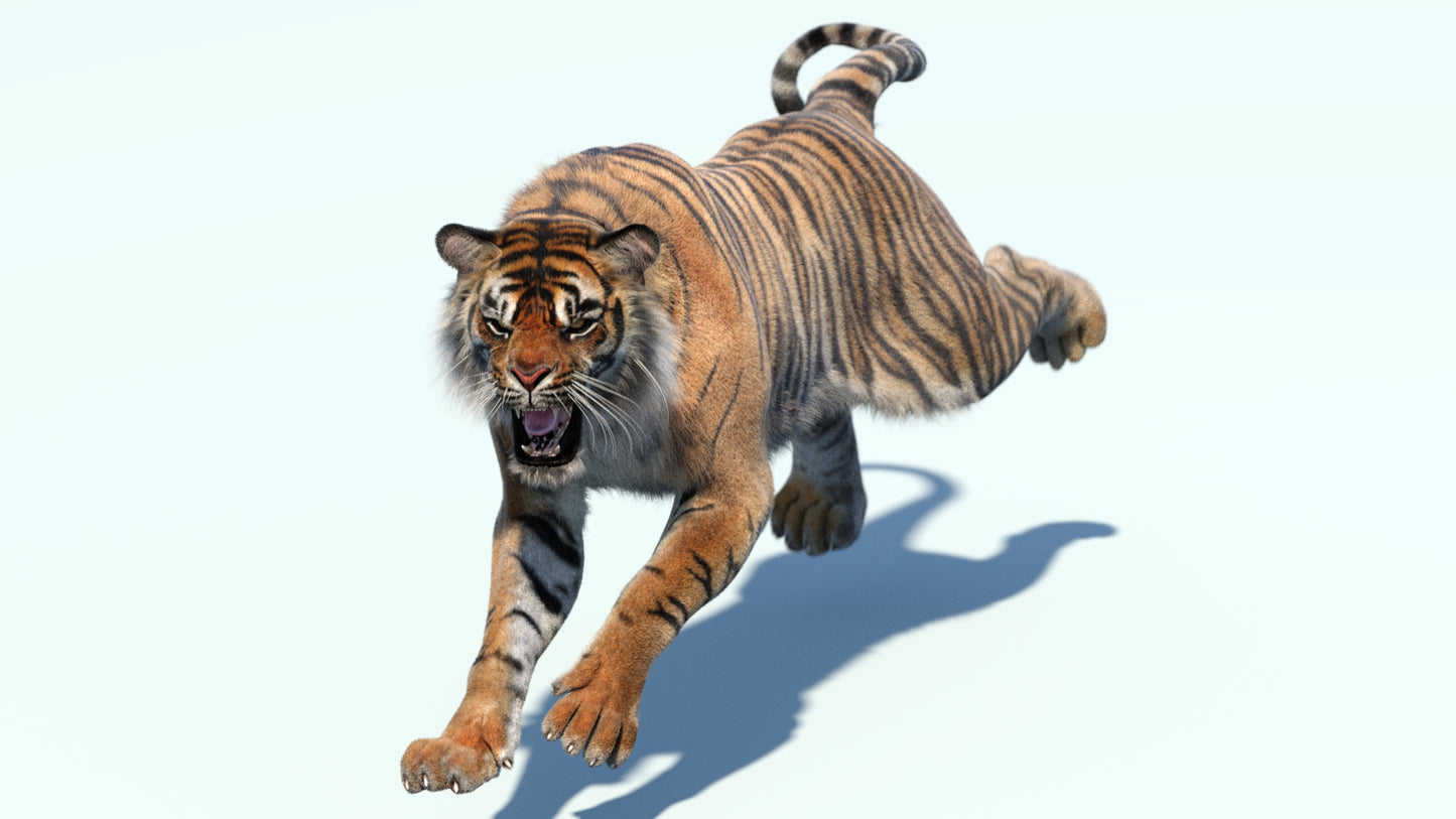 Animated Tiger 3D Model with Fur