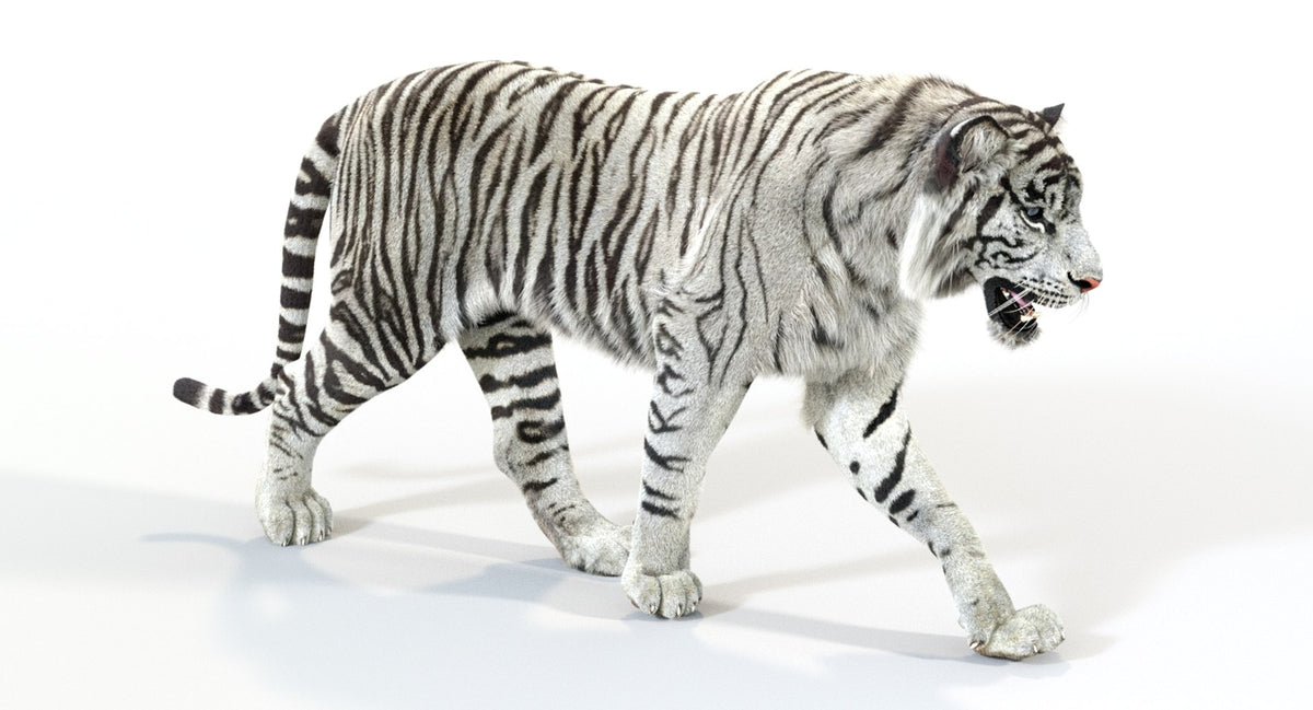 White tiger 3D Model with Fur walking on a white background