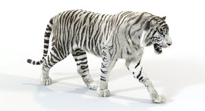 White tiger 3D Model with Fur walking on a white background Thumbnail