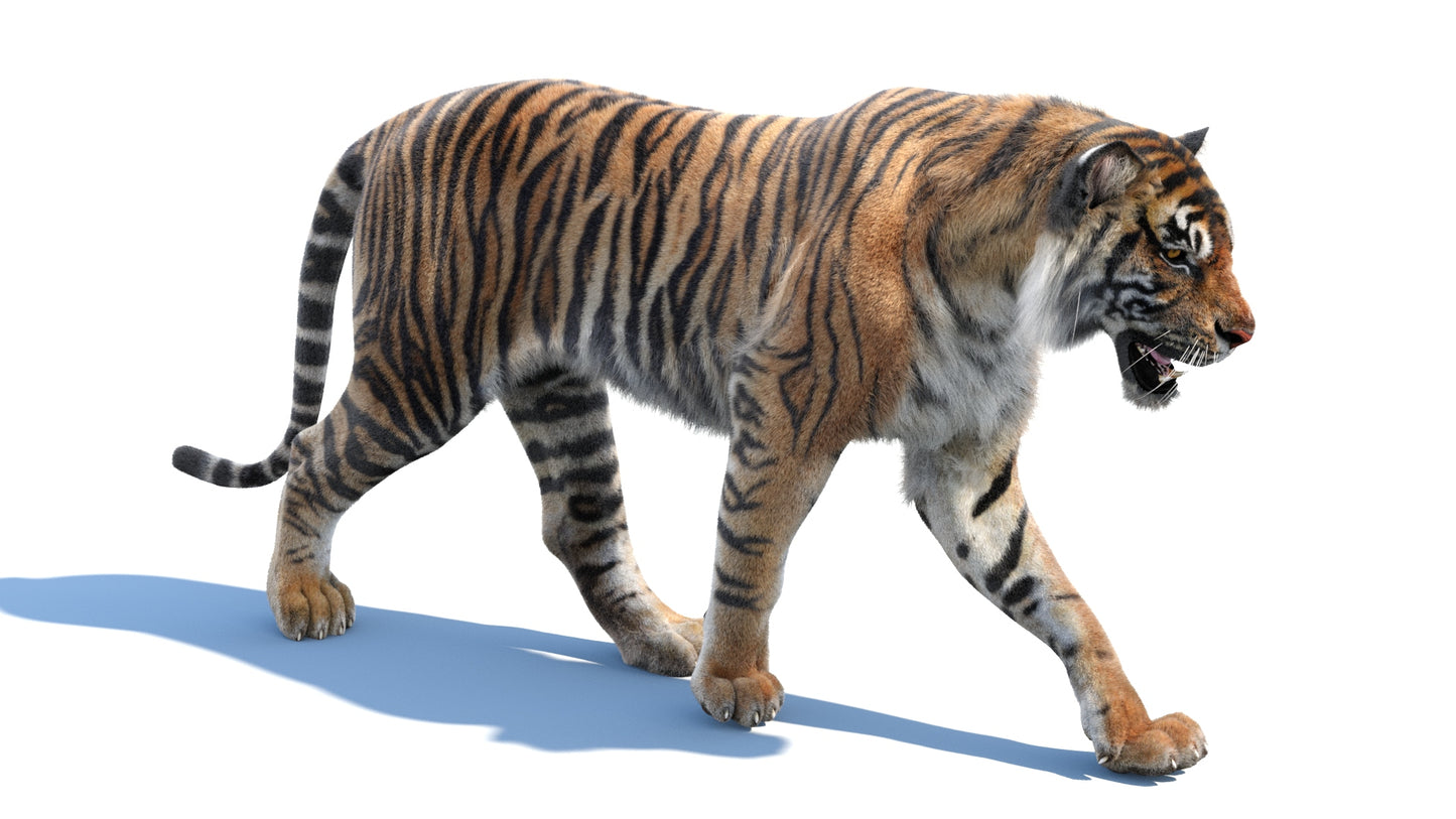 Animated Tiger 3D Model with Fur