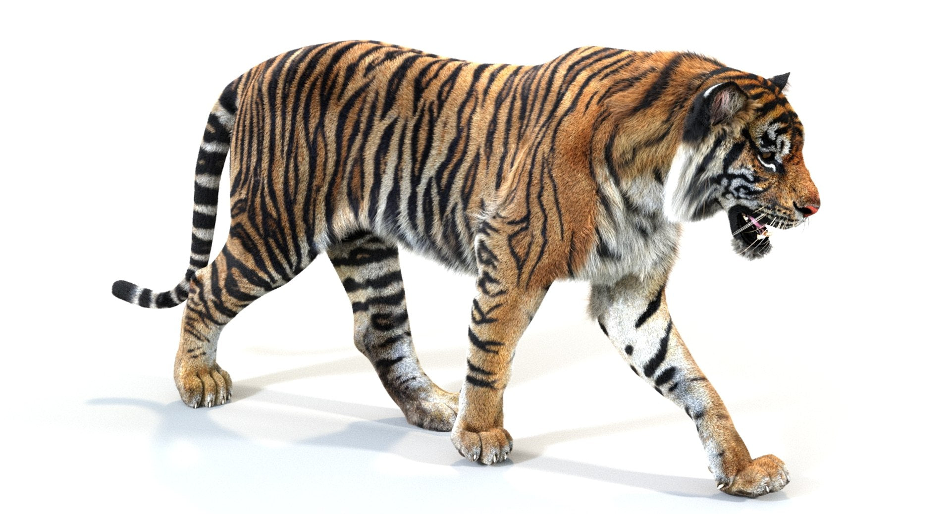 Animated Tiger 3D Model with Fur - Walking