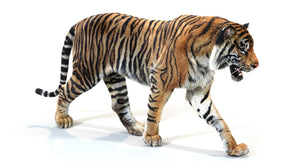 Animated Tiger 3D Model with Fur - Walking Thumbnail