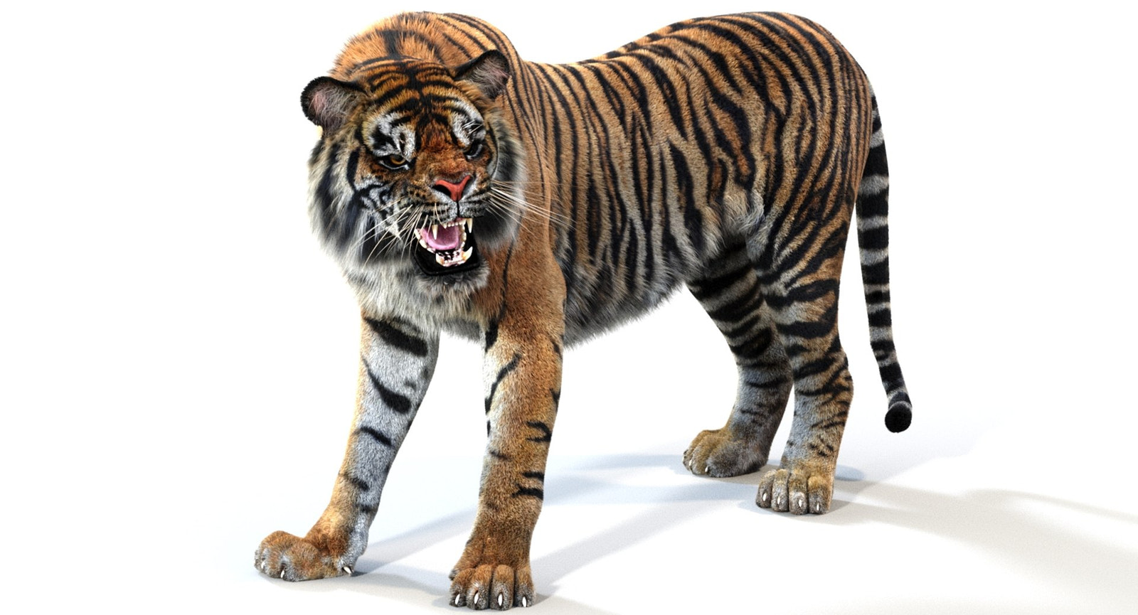 Fully Rigged And Animated Tiger 3D Model for Download | PROmax3D