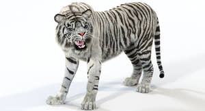 Animated White Tiger 3D Model with Realistic Groomed Fur Thumbnail