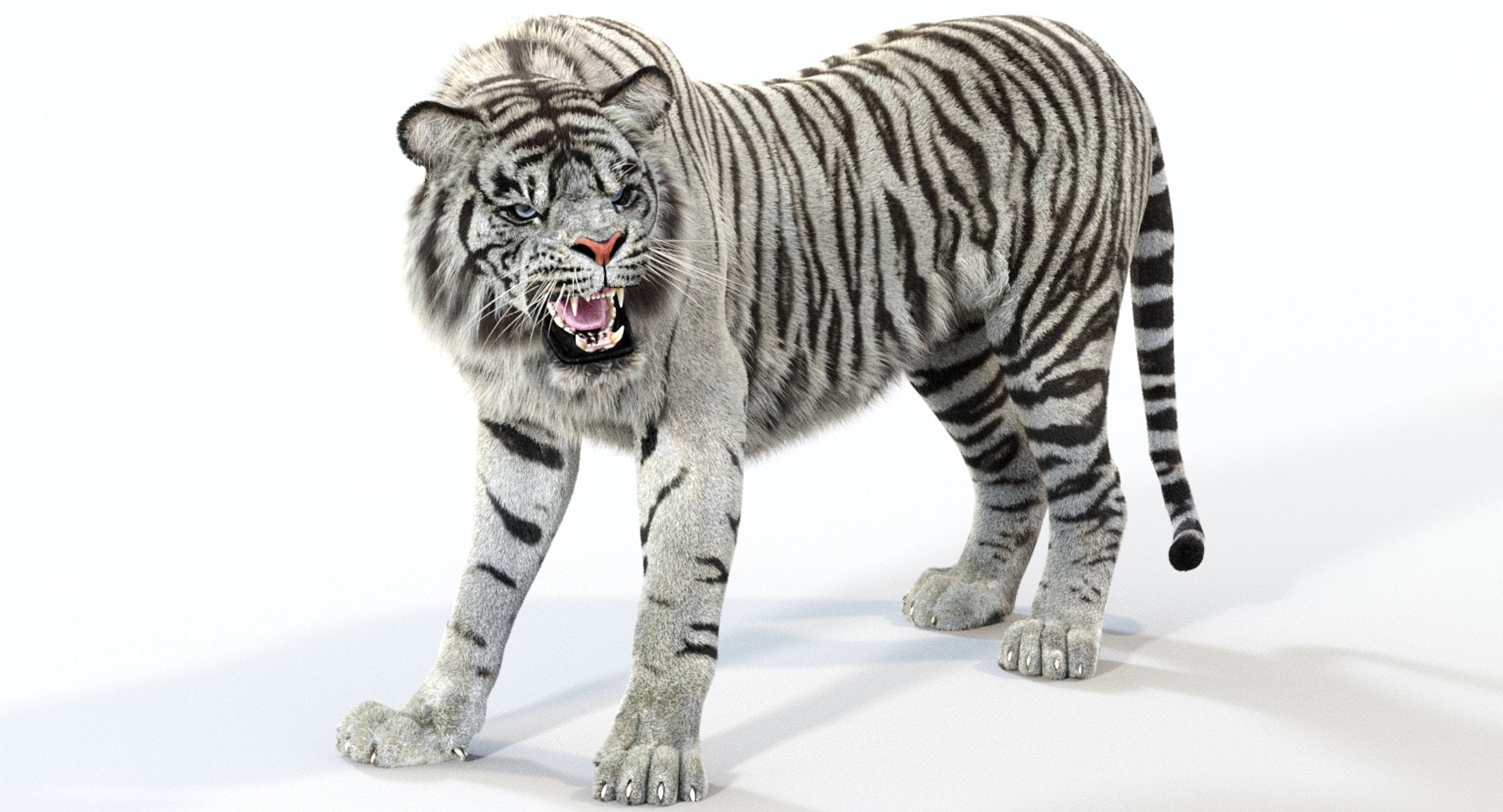Animated White Tiger 3D Model with Realistic Groomed Fur
