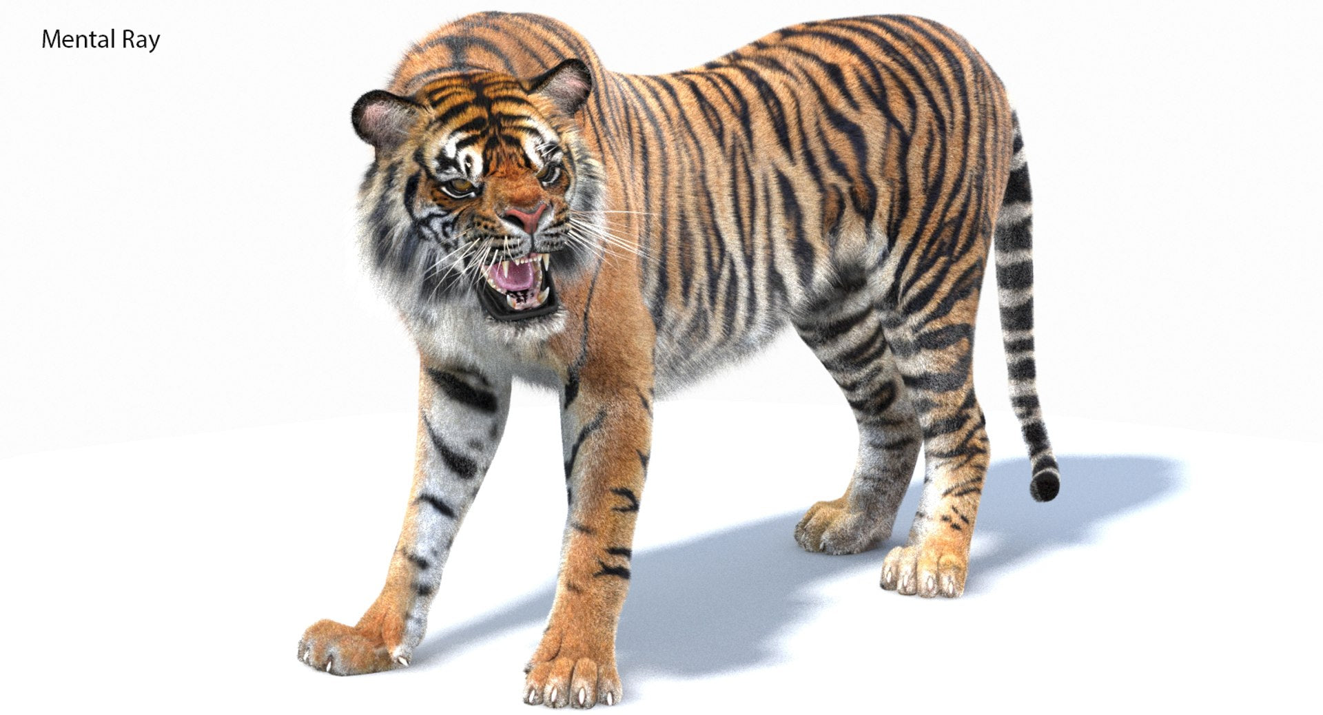 Animated Tiger 3D Model with Realistic Groomed Fur - Mental Ray