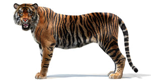 Animated Tiger 3D Model with Realistic Groomed Fur Thumbnail