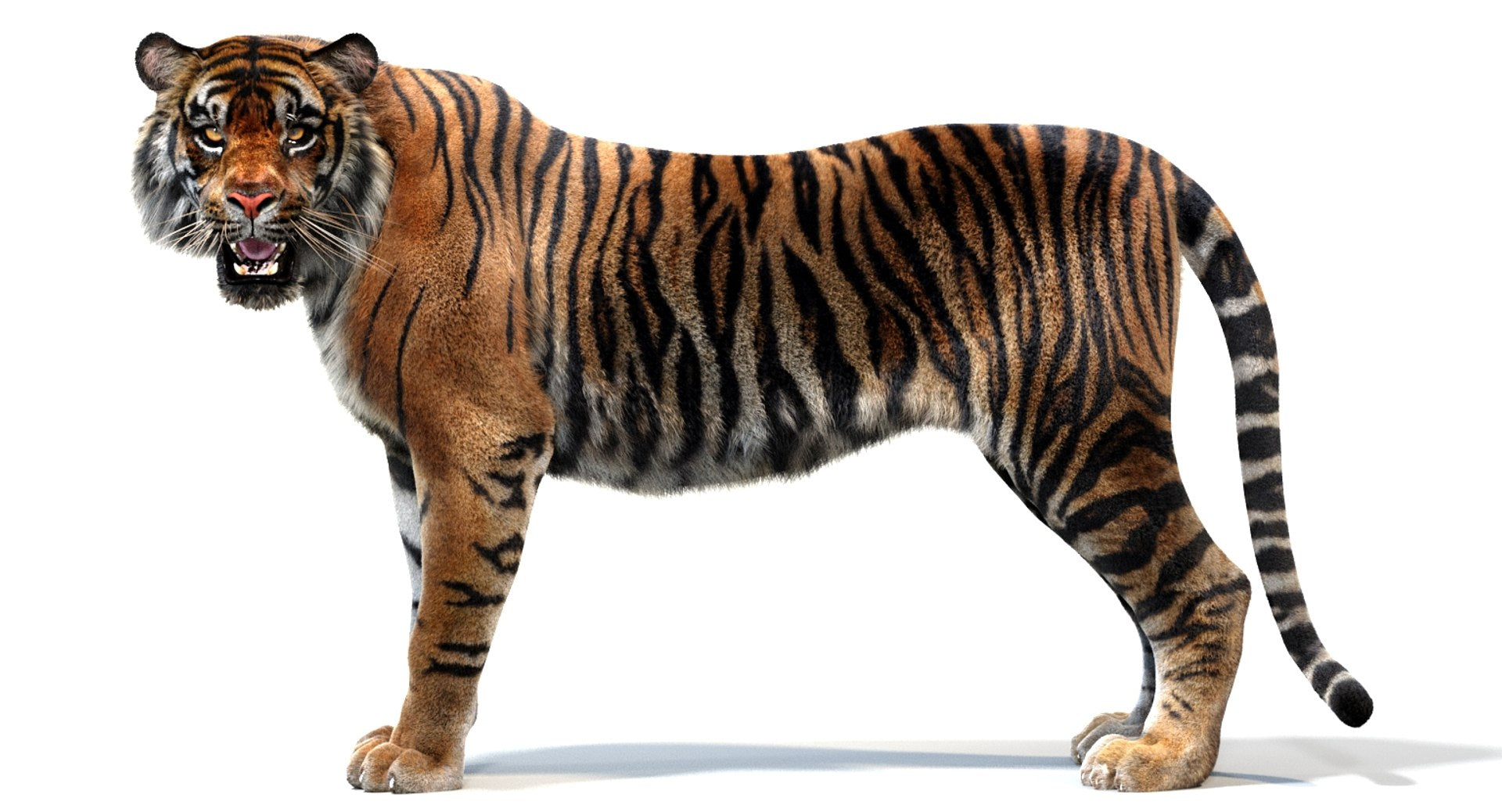 Animated Tiger 3D Model with Realistic Groomed Fur