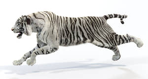 White Tiger Running 3D Model with Realistic Fur Thumbnail