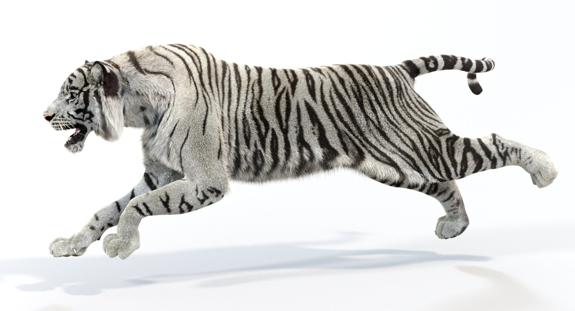 White Tiger Running 3D Model with Realistic Fur