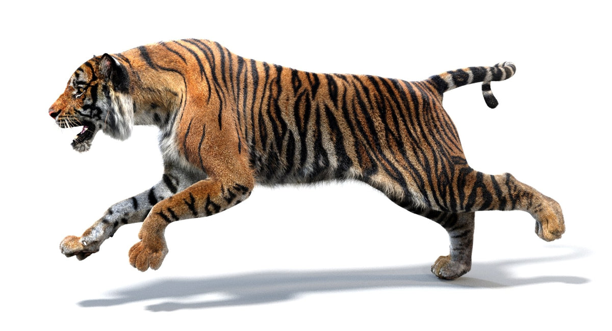 Running Tiger 3D Model with Realistic Fur