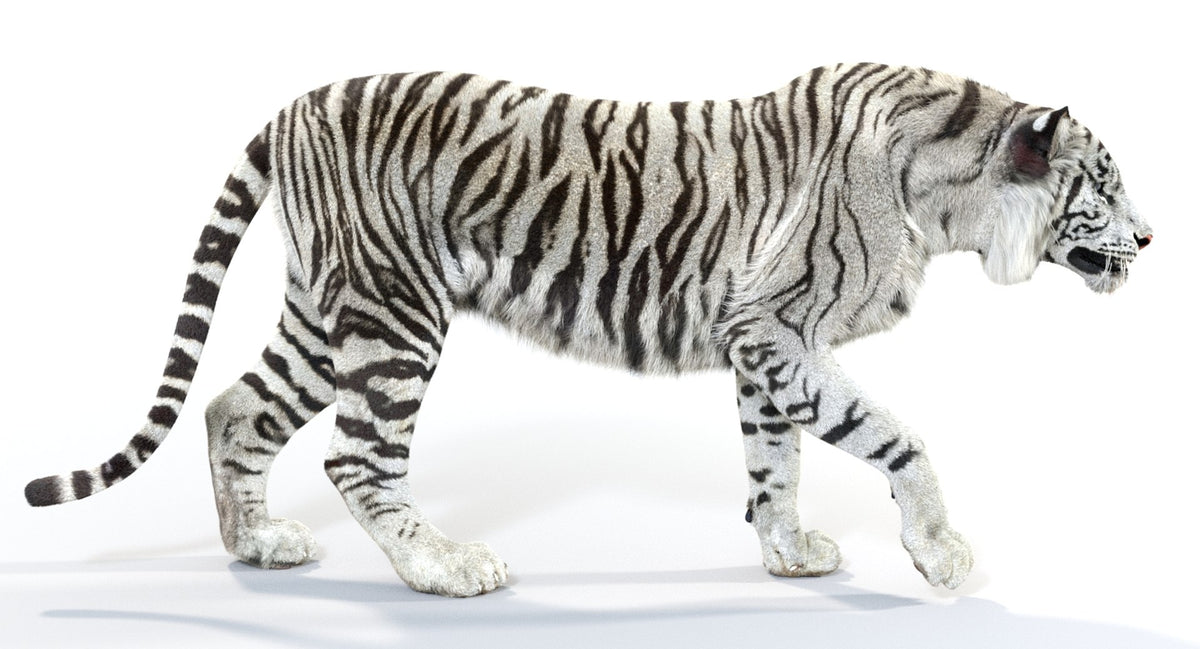 Animated White and Natural Tiger 3D Model - Hair and Fur