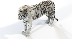 Animated White and Natural Tiger 3D Model - Hair and Fur Thumbnail