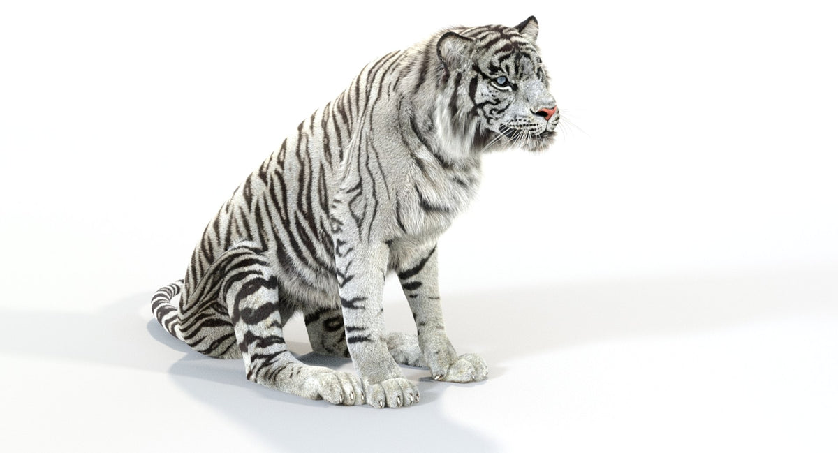 Animated White and Natural Tiger 3D Model - Hair and Fur
