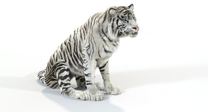 Animated Tiger White and Natural 3D Model Thumbnail
