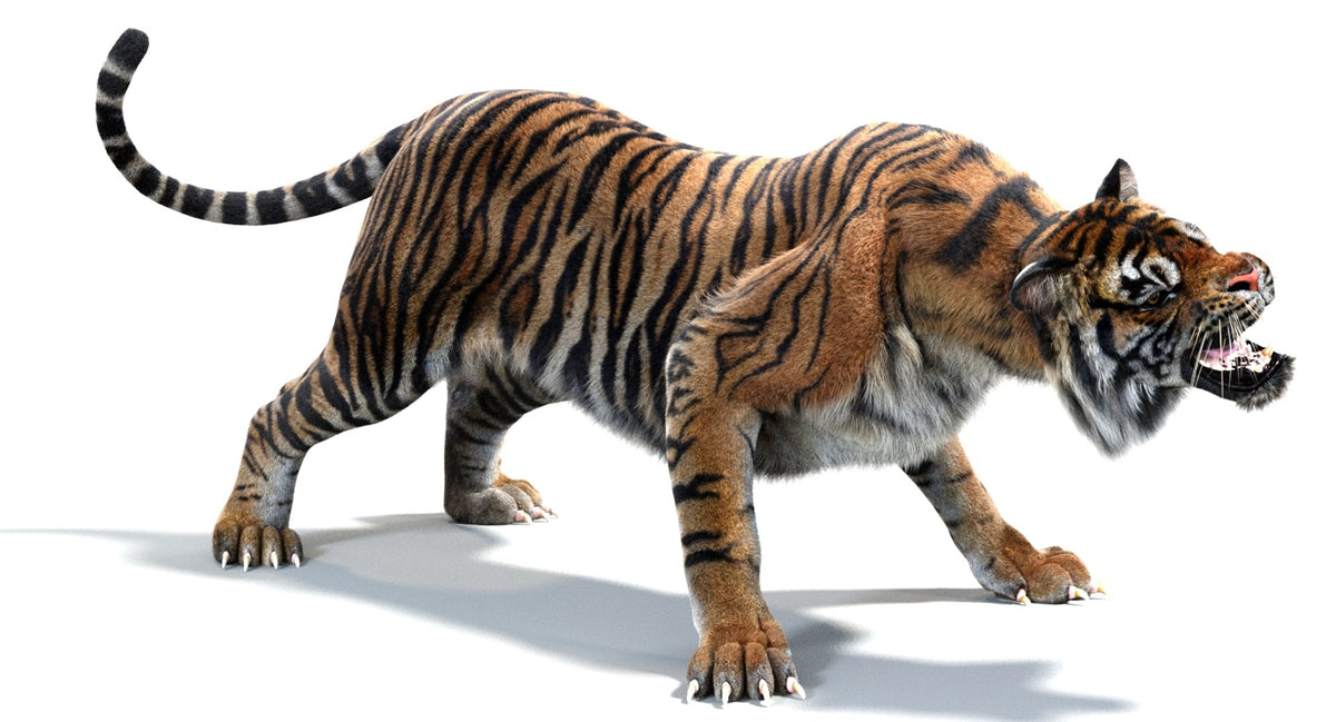 Animated White and Natural Tiger 3D Model - Hair and Fur