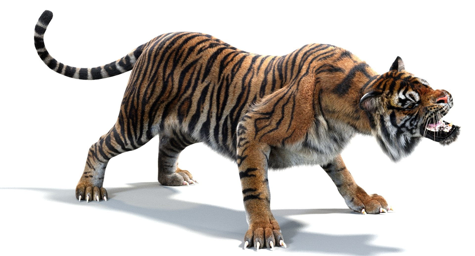 Animated Tiger White and Natural 3D Model
