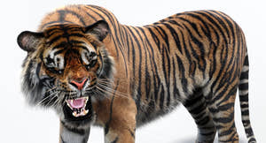 Animated Tiger White and Natural 3D Model Thumbnail