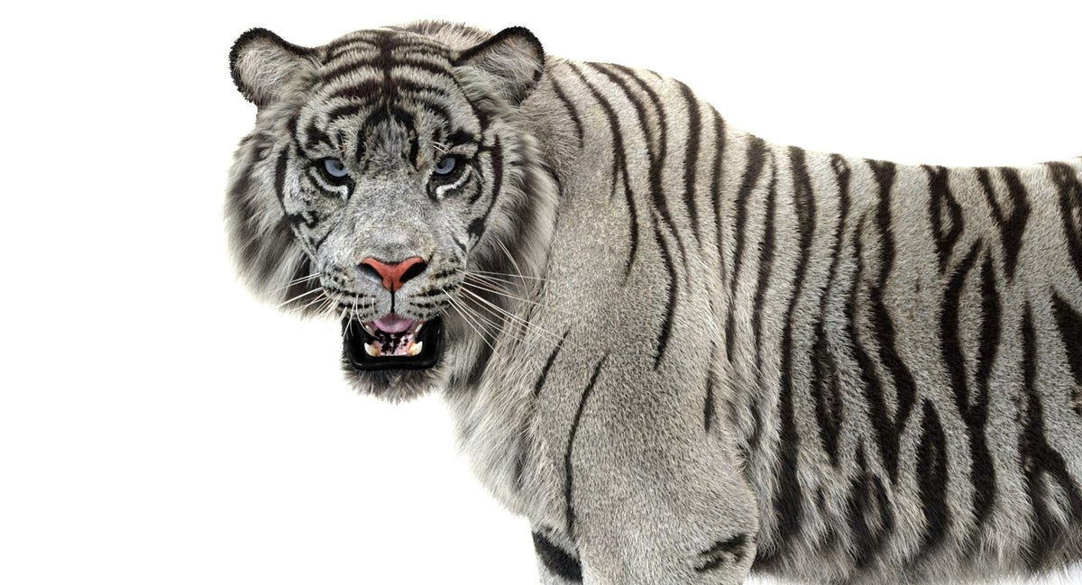 Animated White and Natural Tiger 3D Model - Hair and Fur