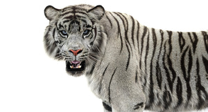 Animated Tiger White and Natural 3D Model Thumbnail