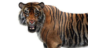 Animated White and Natural Tiger 3D Model - Hair and Fur Thumbnail