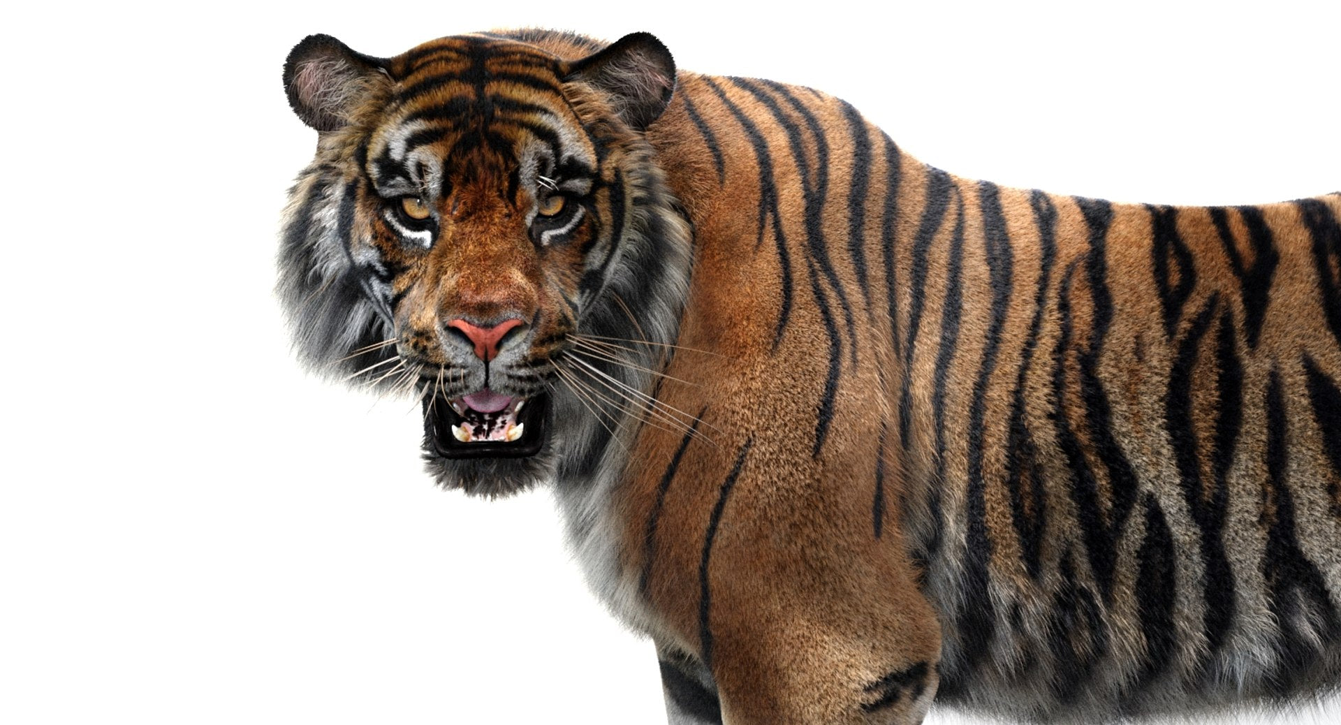 Animated Tiger White and Natural 3D Model