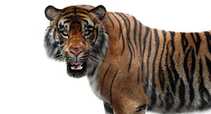 Animated Tiger White and Natural 3D Model Thumbnail