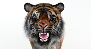 Animated White and Natural Tiger 3D Model - Hair and Fur Thumbnail