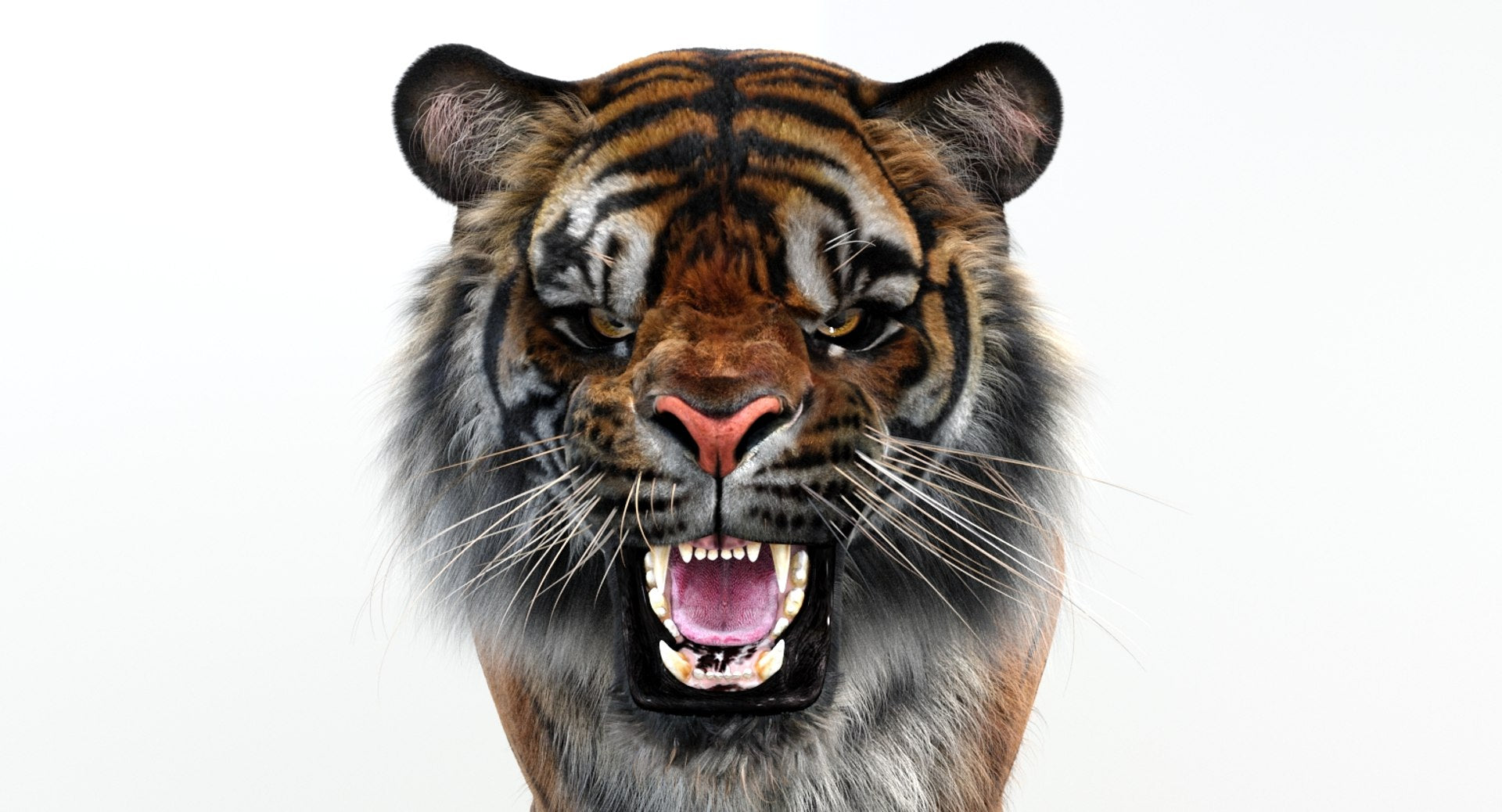 Animated Tiger White and Natural 3D Model