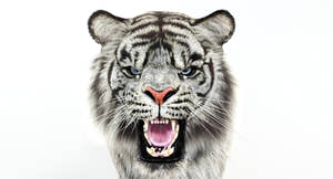 Animated Tiger White and Natural 3D Model Thumbnail