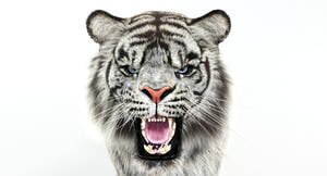 Animated White and Natural Tiger 3D Model - Hair and Fur Thumbnail