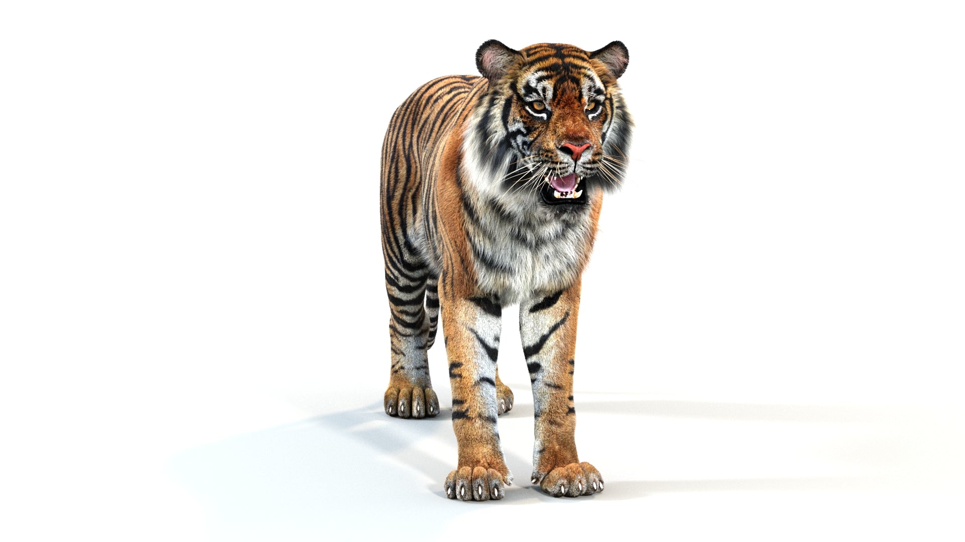 Animated Tiger 3D Model with Fur - 360 Degree Interactive View