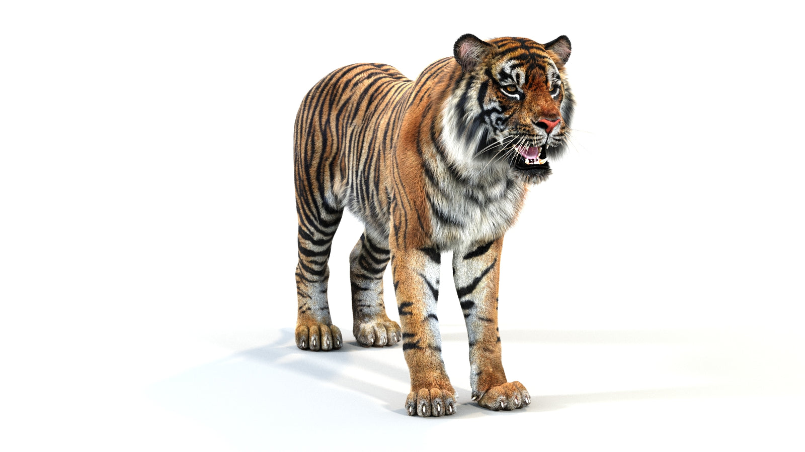 Animated Tiger 3D Model with Fur 360° view 1 frame 2