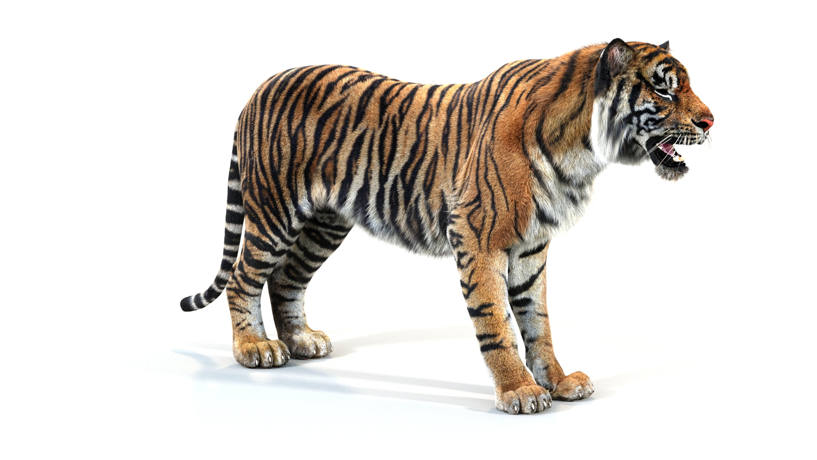 Animated Tiger 3D Model with Fur 360° view 1 frame 5