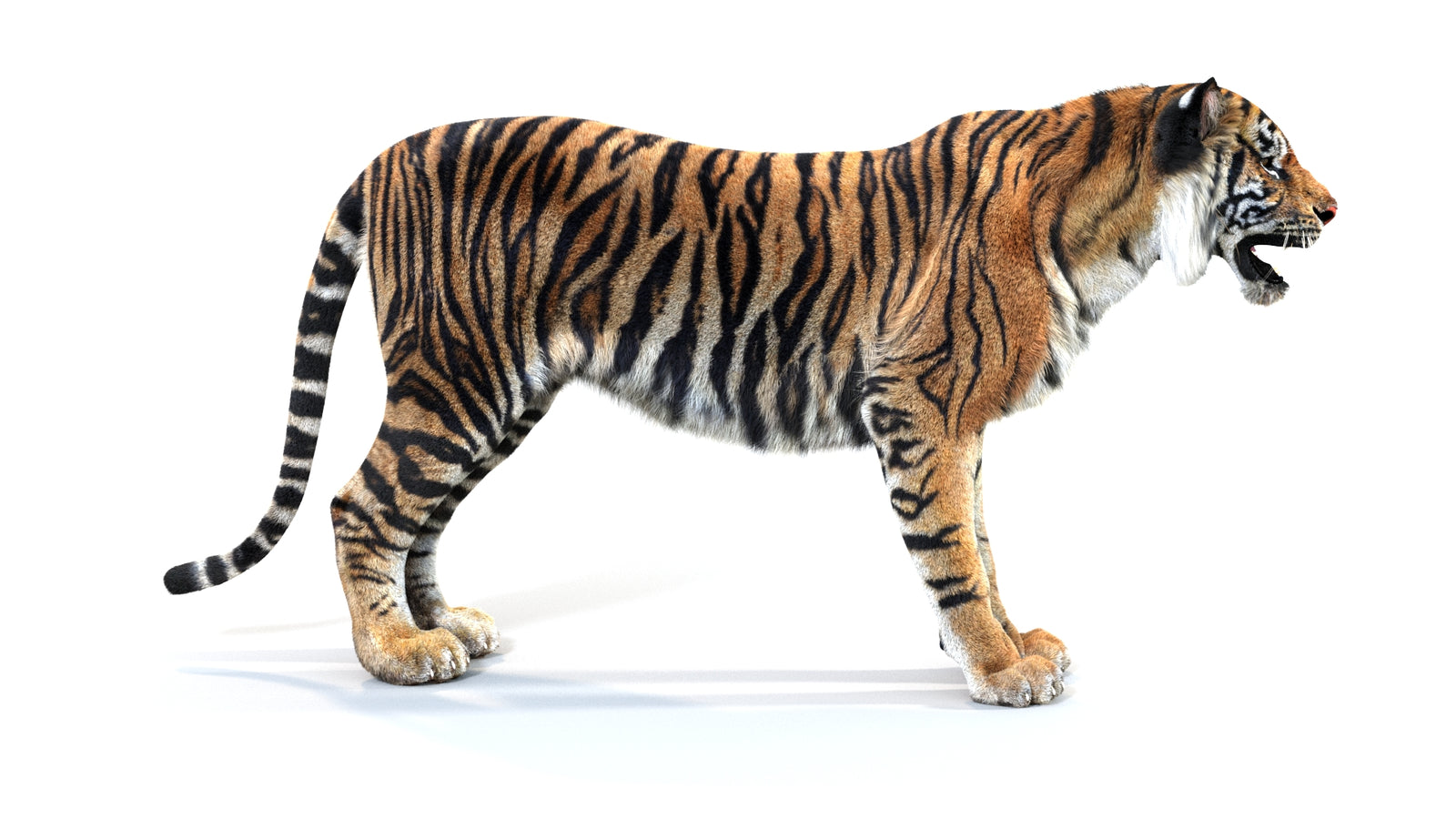 Animated Tiger 3D Model with Fur 360° view 1 frame 8