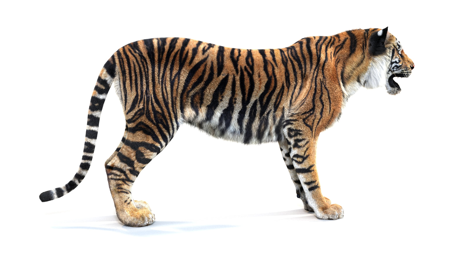 Animated Tiger 3D Model with Fur 360° view 1 frame 10