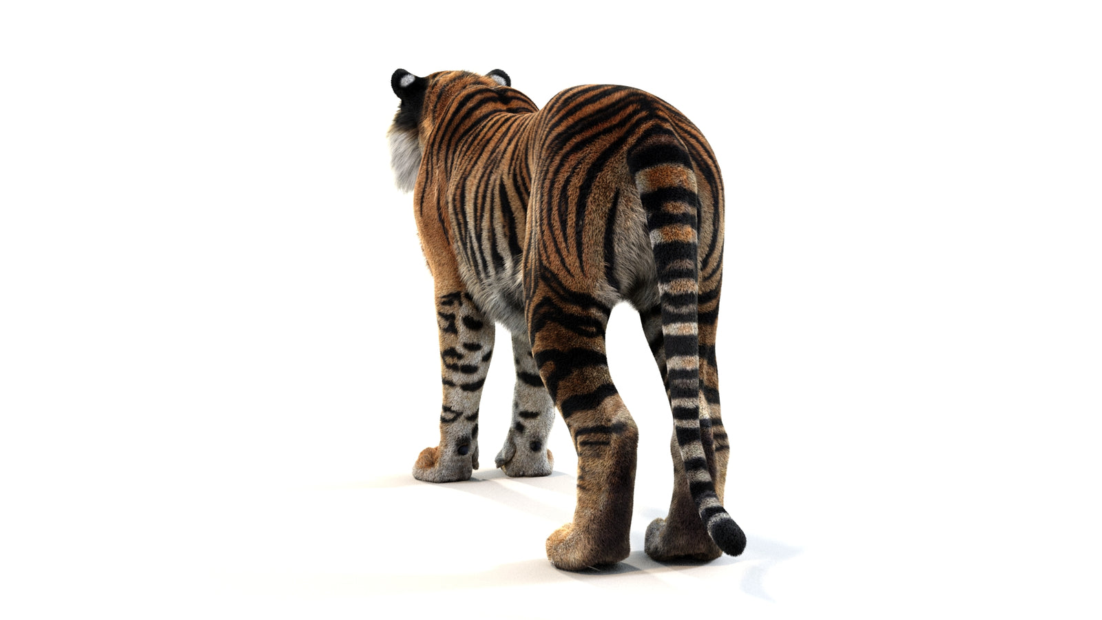 Animated Tiger 3D Model with Fur 360° view 1 frame 20