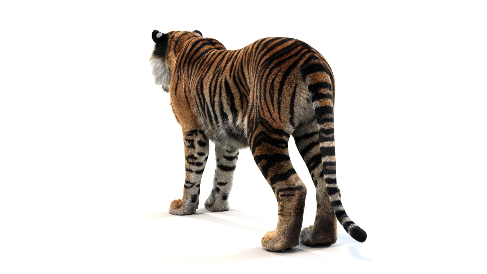 Animated Tiger 3D Model with Fur 360° view 1 frame 21