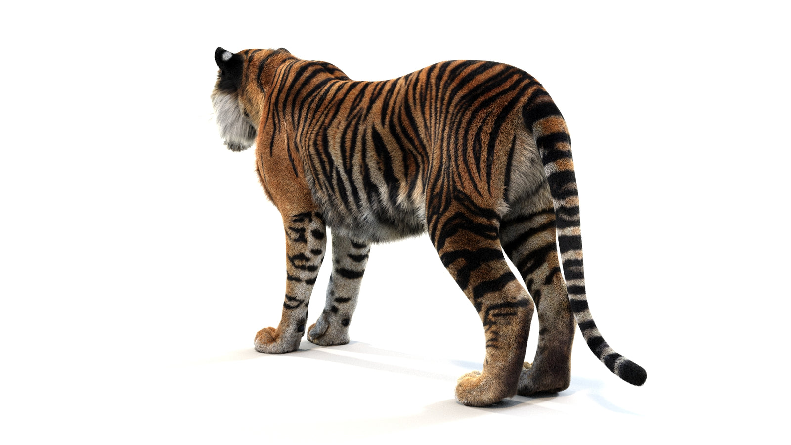 Animated Tiger 3D Model with Fur 360° view 1 frame 22