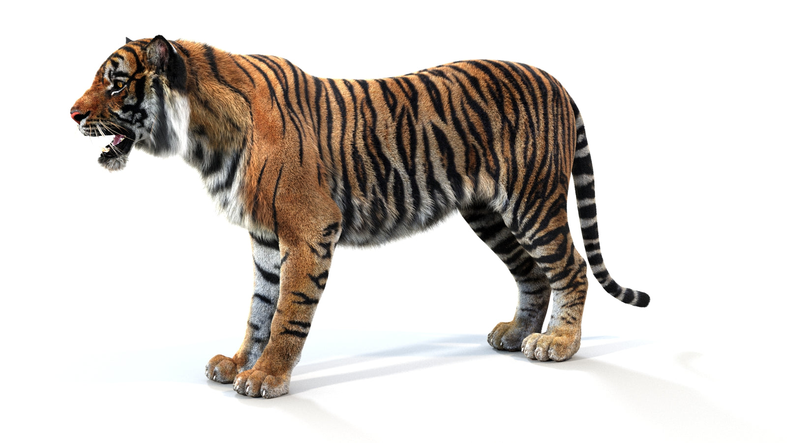 Animated Tiger 3D Model with Fur 360° view 1 frame 30