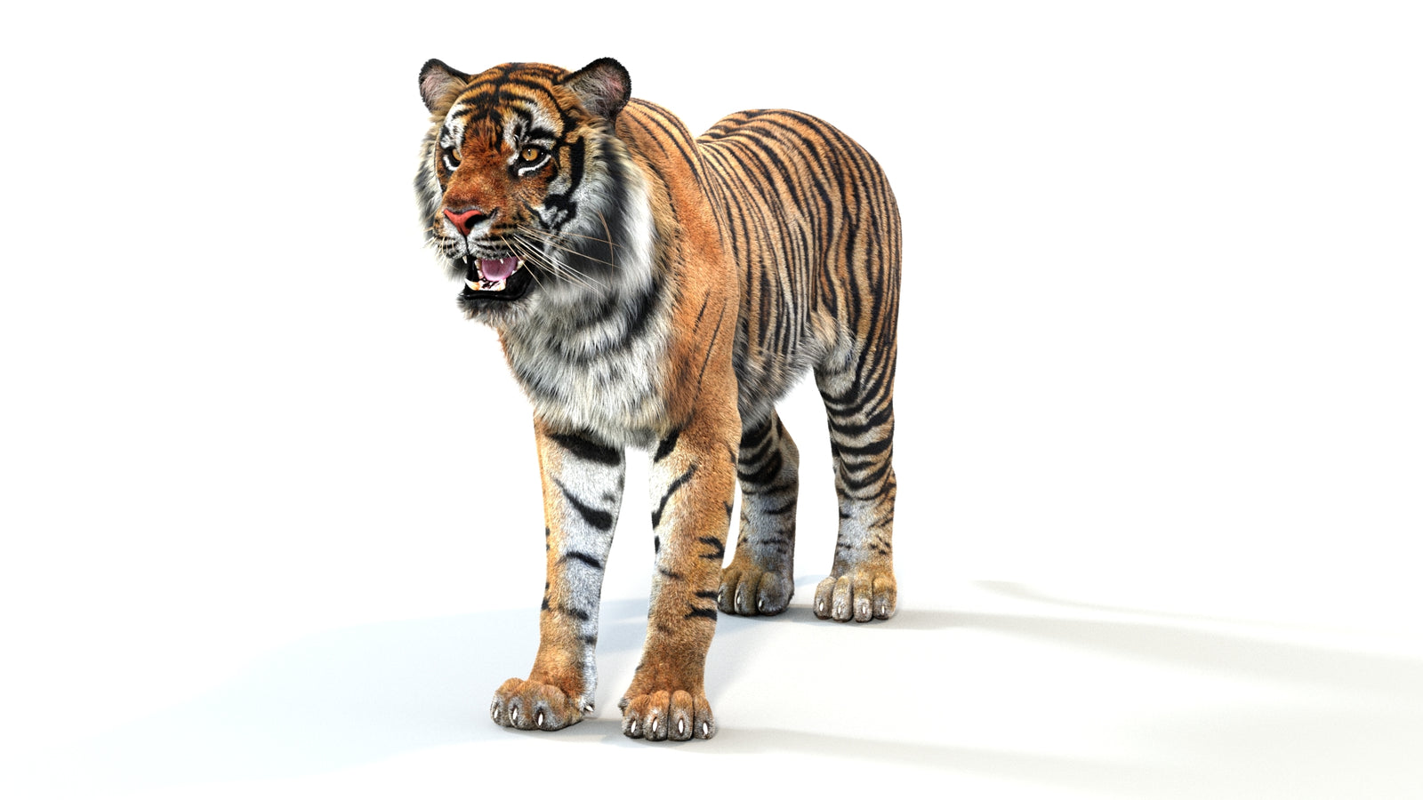 Animated Tiger 3D Model with Fur 360° view 1 frame 34