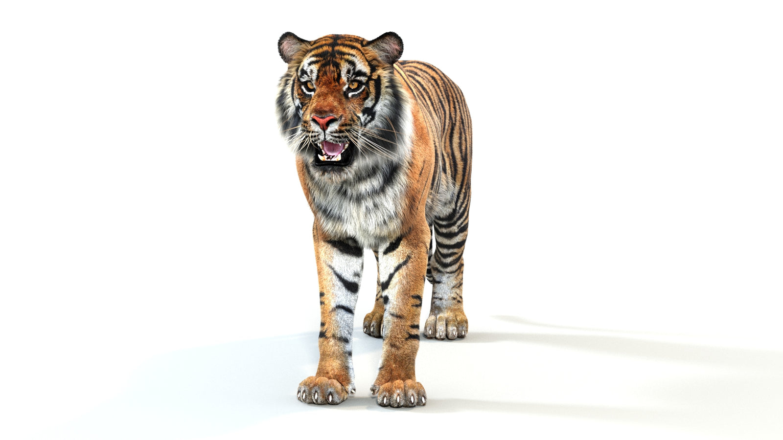 Animated Tiger 3D Model with Fur 360° view 1 frame 35