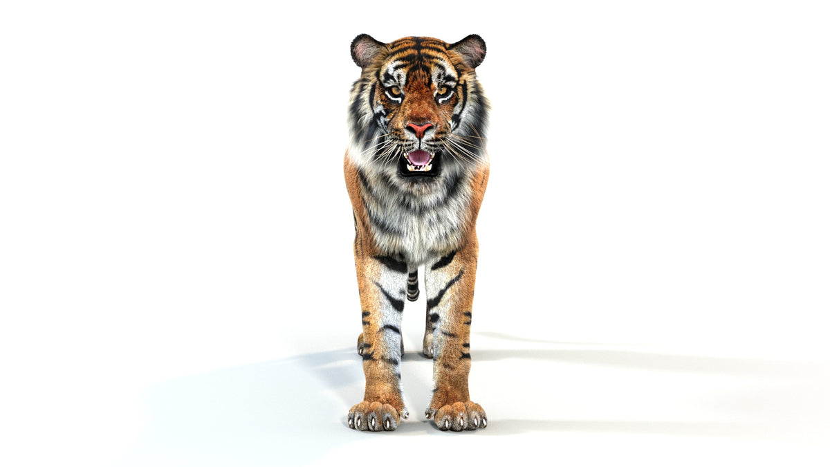 Animated Tiger 3D Model - Hair and  Fur - 360 Degree View