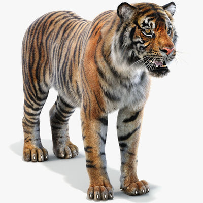 Sumatran Tiger 3D Model Fur